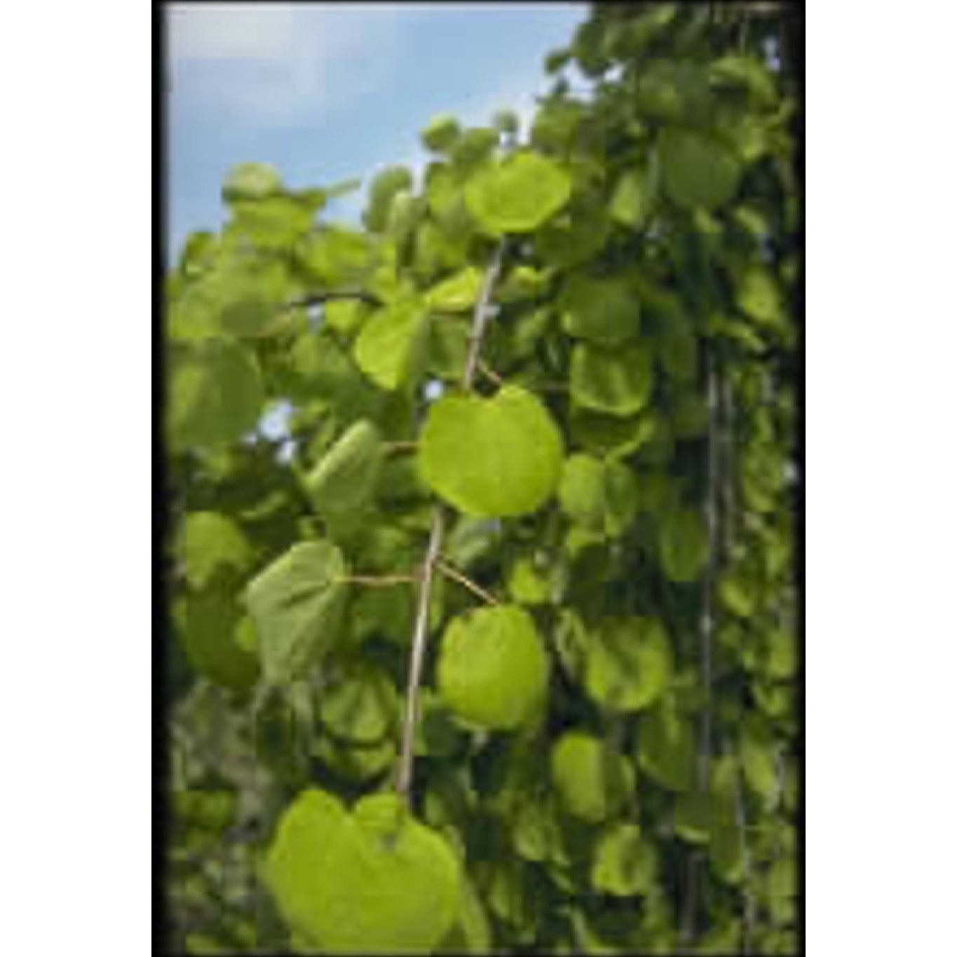 Katsuraträd – Cercidiphyllum japonicum 'Pendulum' - C20 8/10 200 CM Stem